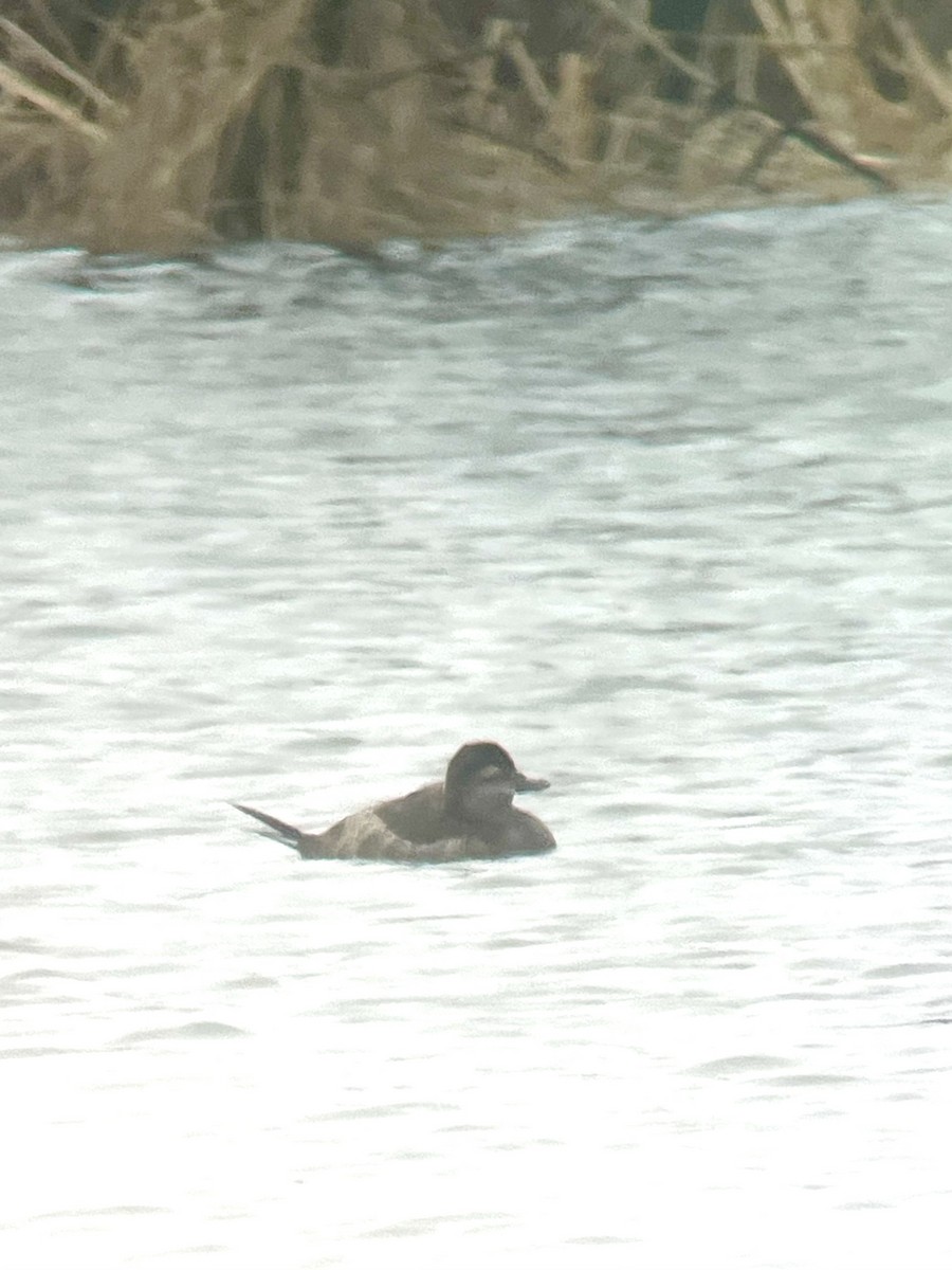 Ruddy Duck - Magill Weber