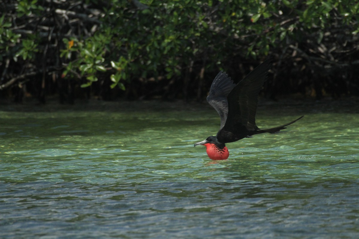 Magnificent Frigatebird - ML615592813