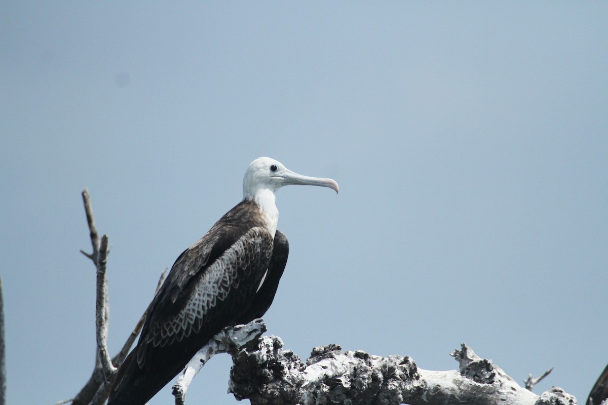 Magnificent Frigatebird - ML615592817