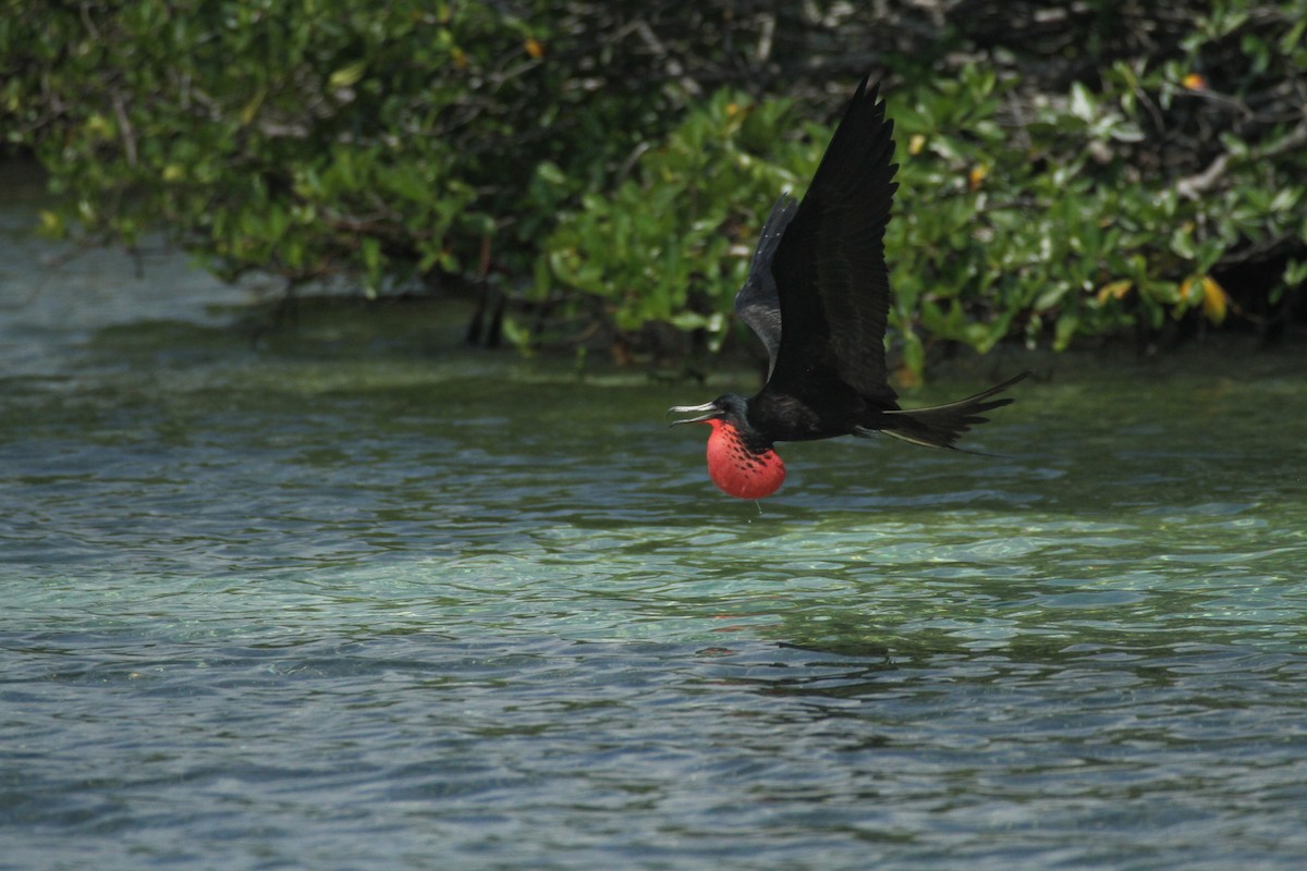 Magnificent Frigatebird - ML615592818