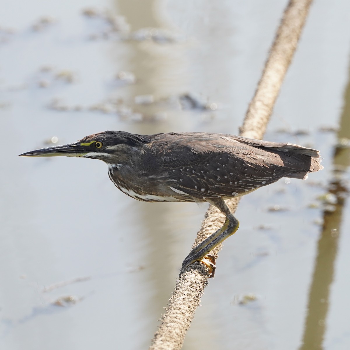 Striated Heron - ML615592821