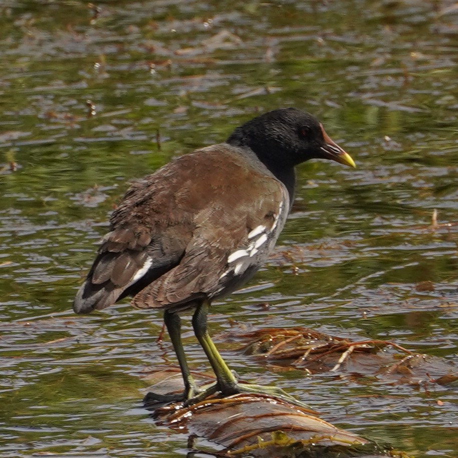 Eurasian Moorhen - ML615592870