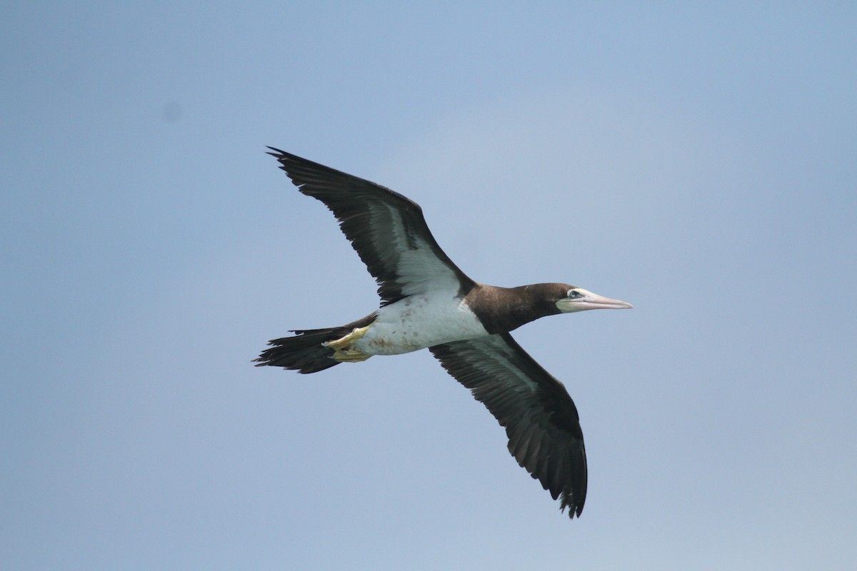 Brown Booby - ML615592885