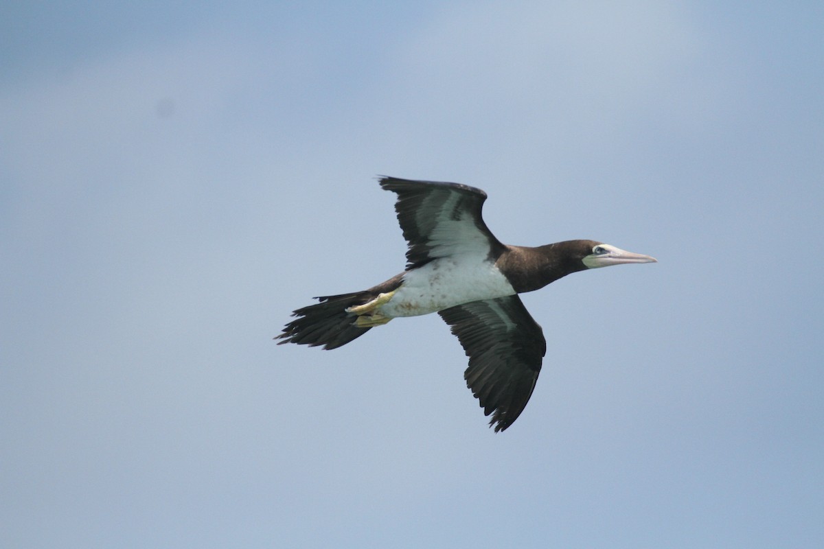 Brown Booby - ML615592887