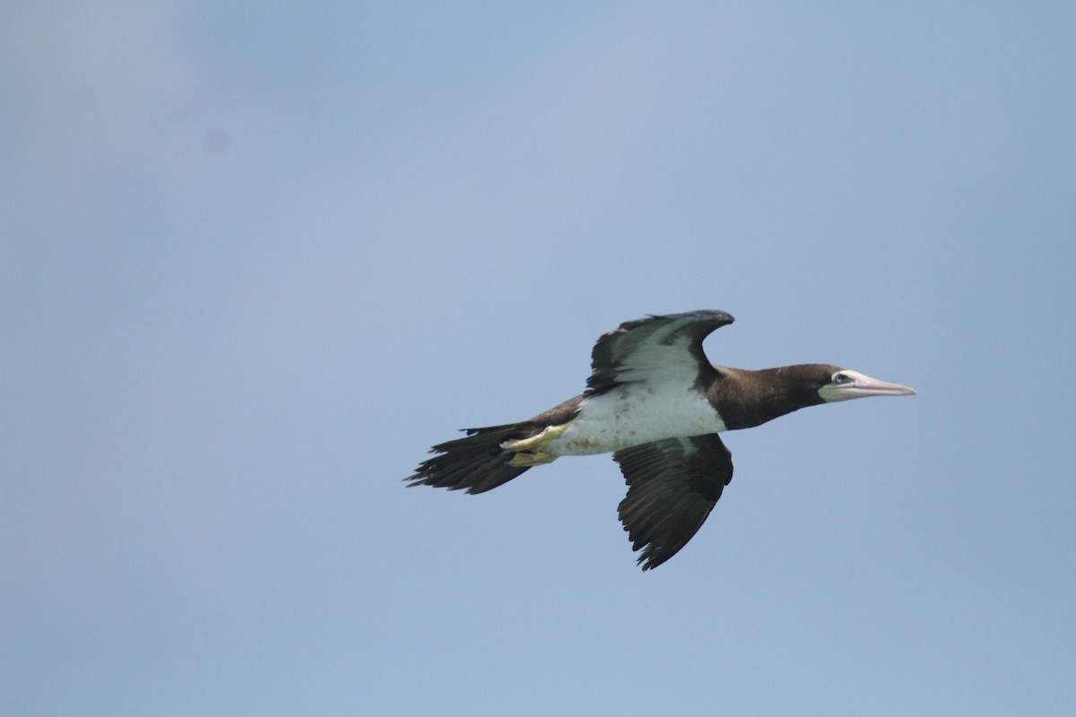 Brown Booby - ML615592888