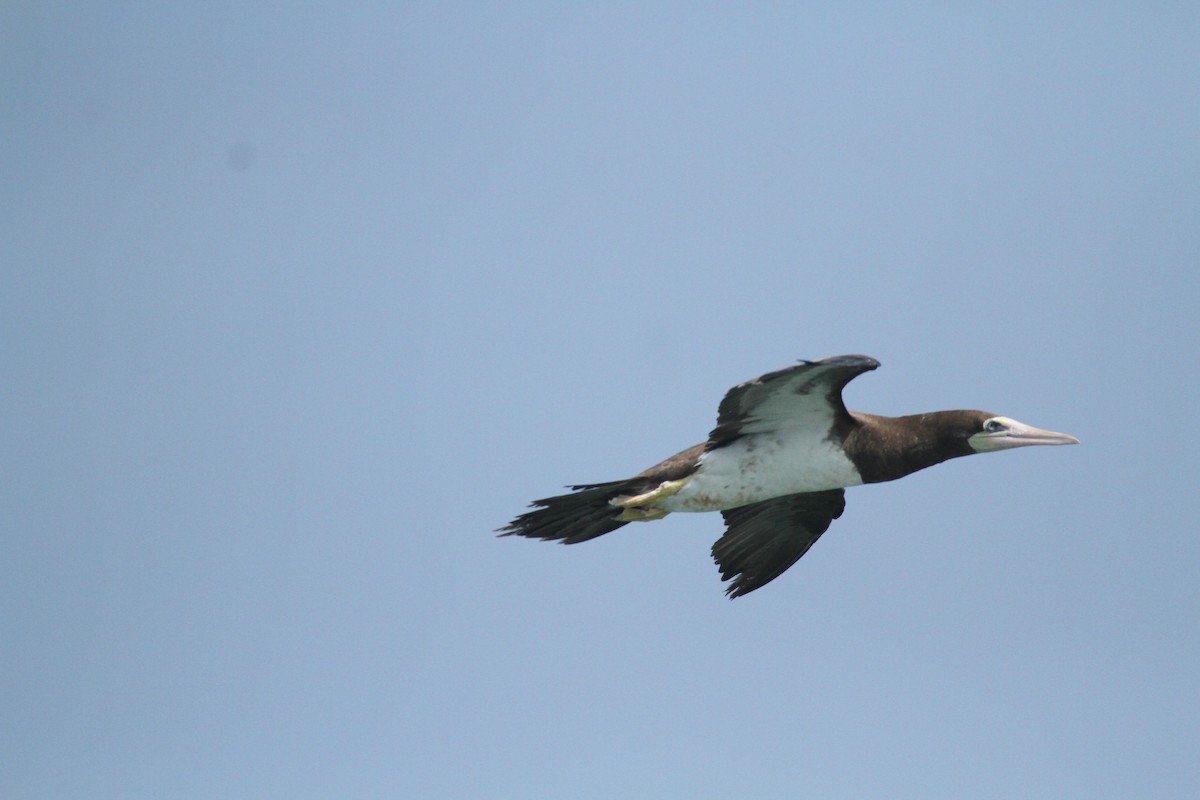 Brown Booby - ML615592889