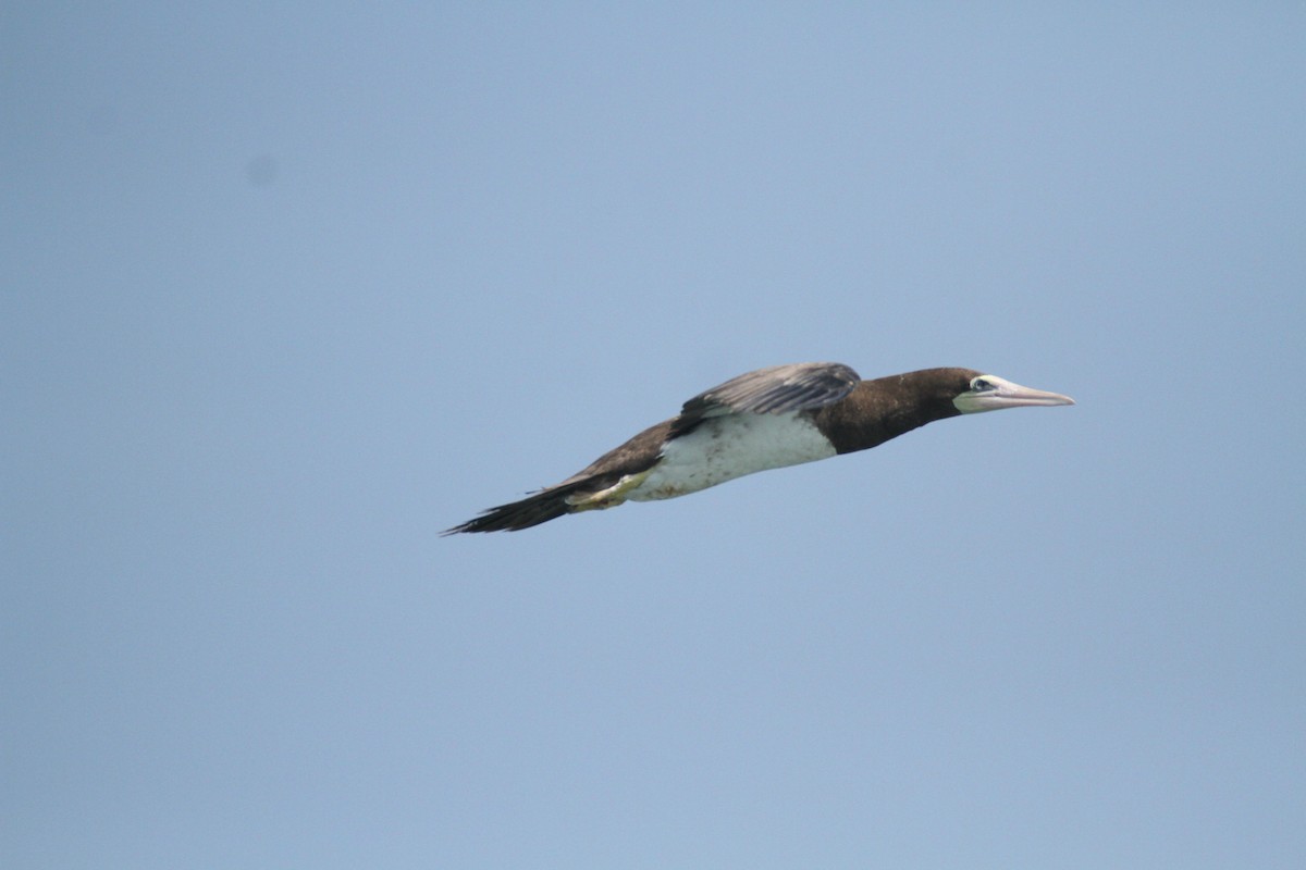 Brown Booby - ML615592890