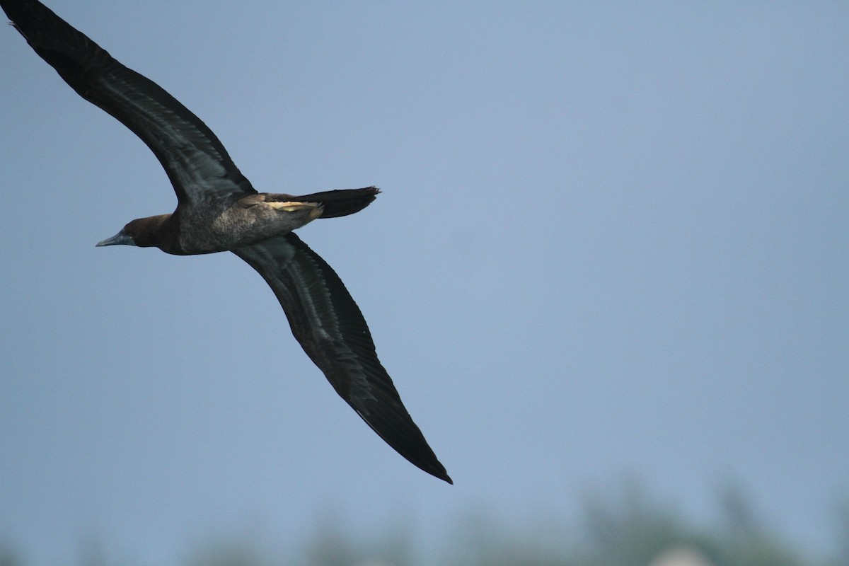 Brown Booby - ML615592891