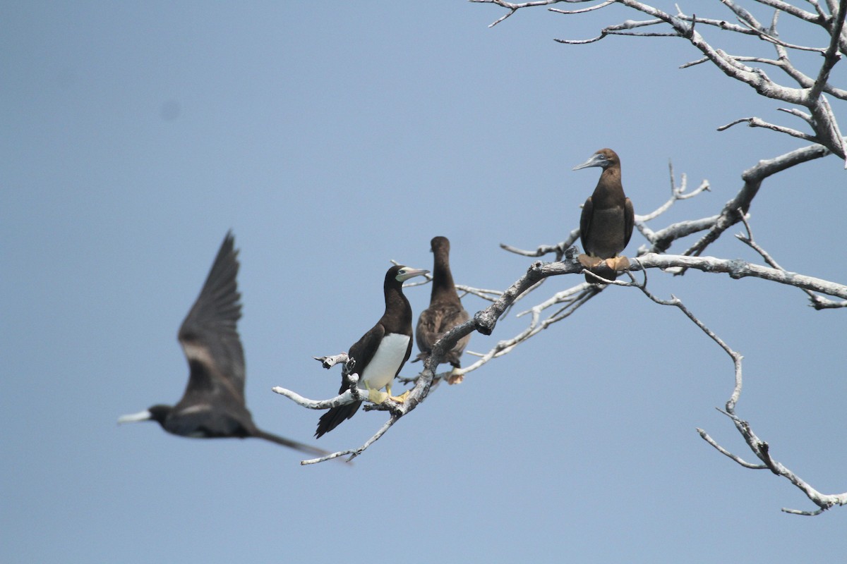 Brown Booby - ML615592894