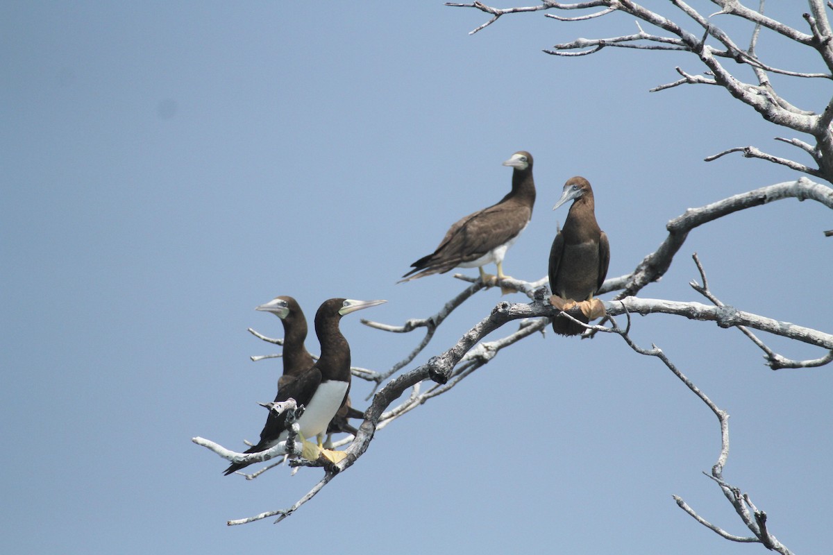 Brown Booby - ML615592895