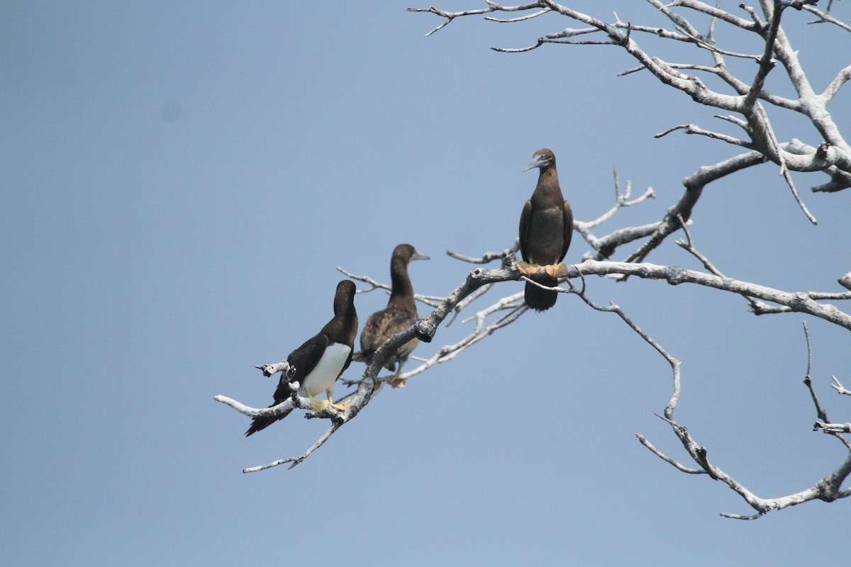 Brown Booby - ML615592897