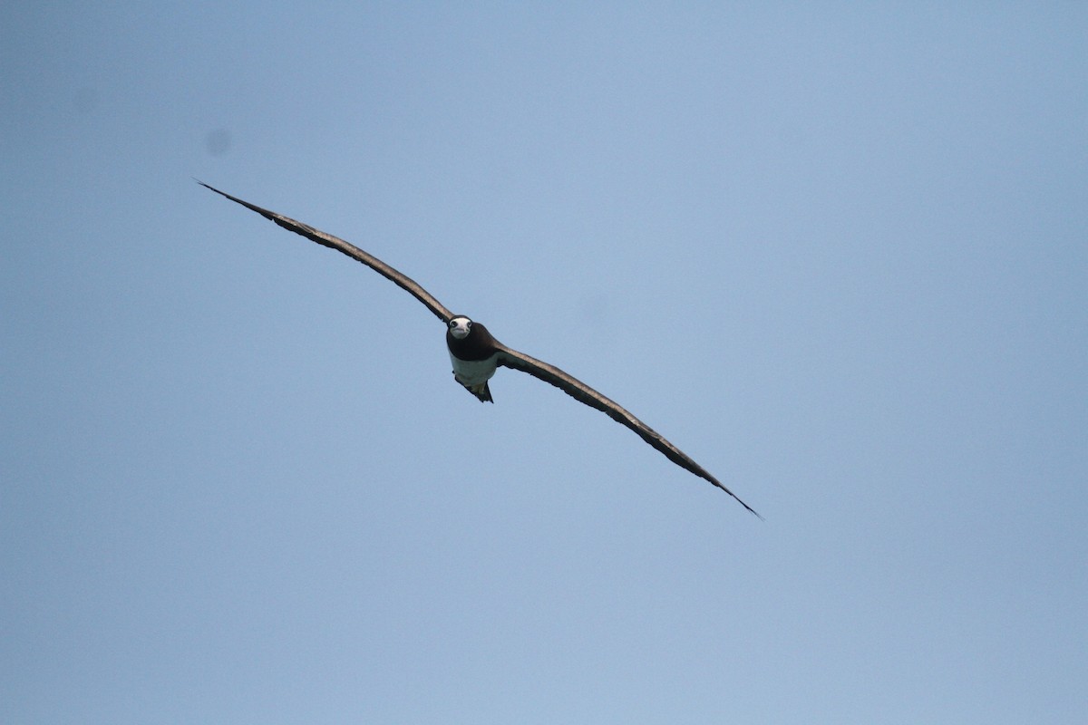 Brown Booby - ML615592898