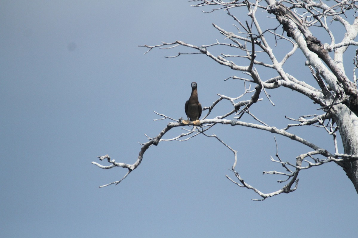 Brown Booby - ML615592899