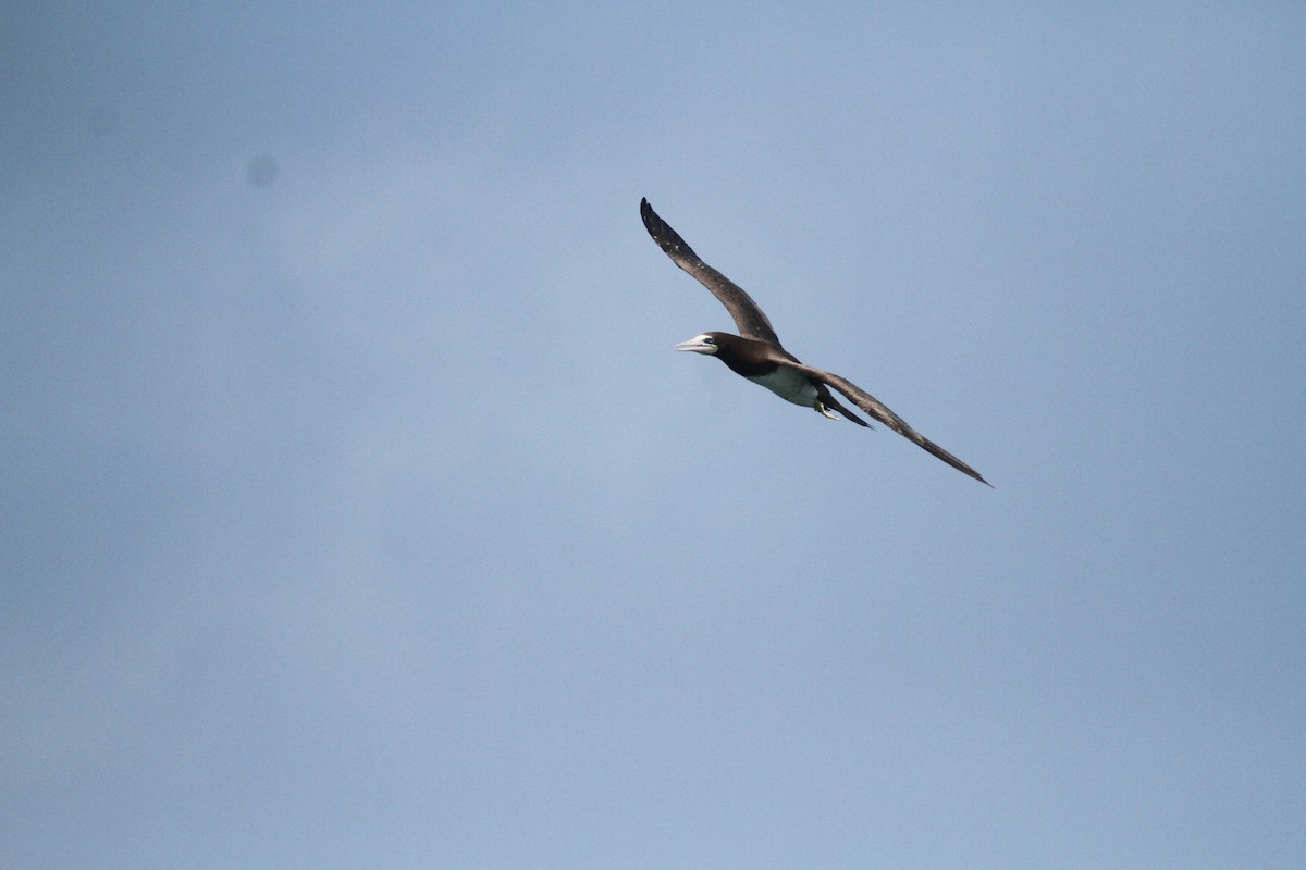 Brown Booby - ML615592900