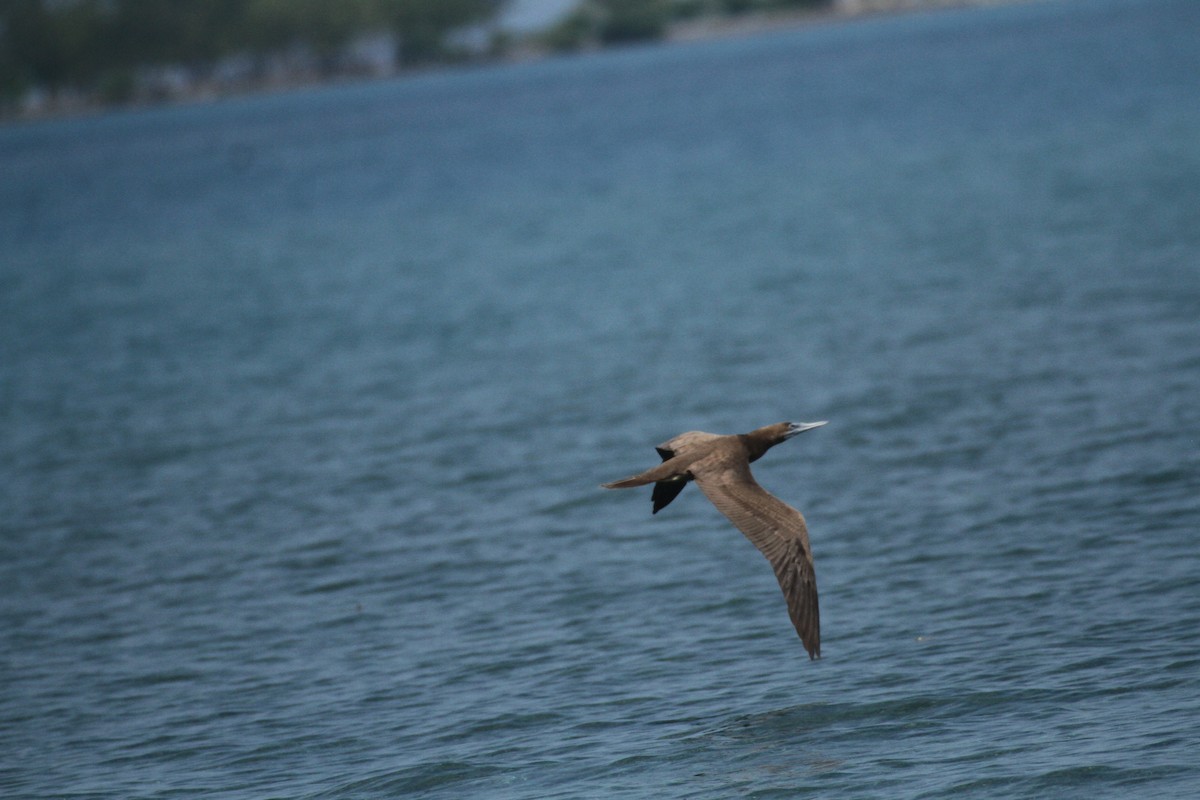 Brown Booby - ML615592901