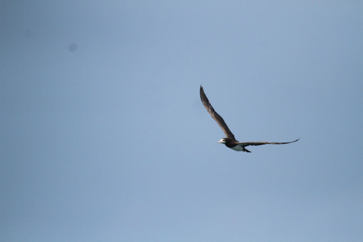 Brown Booby - Allan Muise