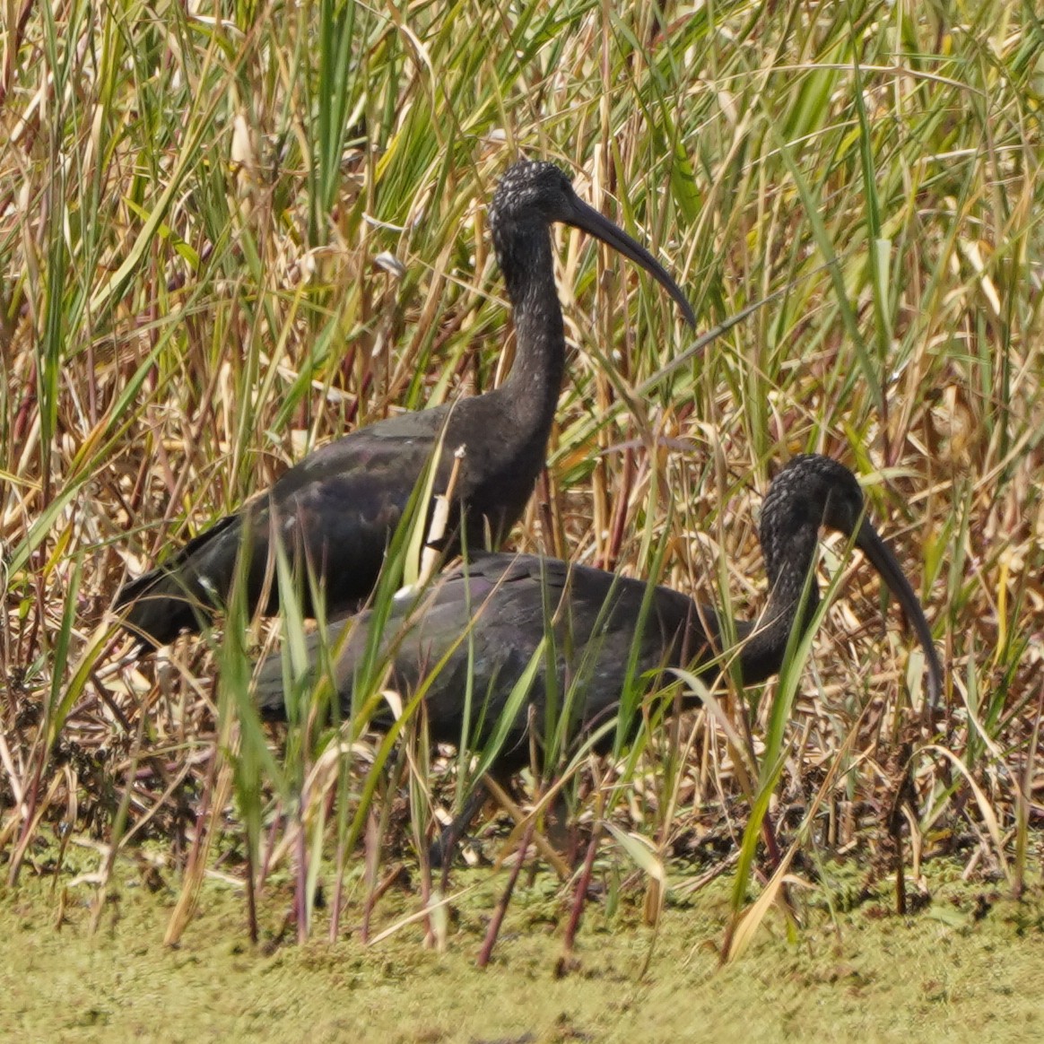 Glossy Ibis - ML615592918