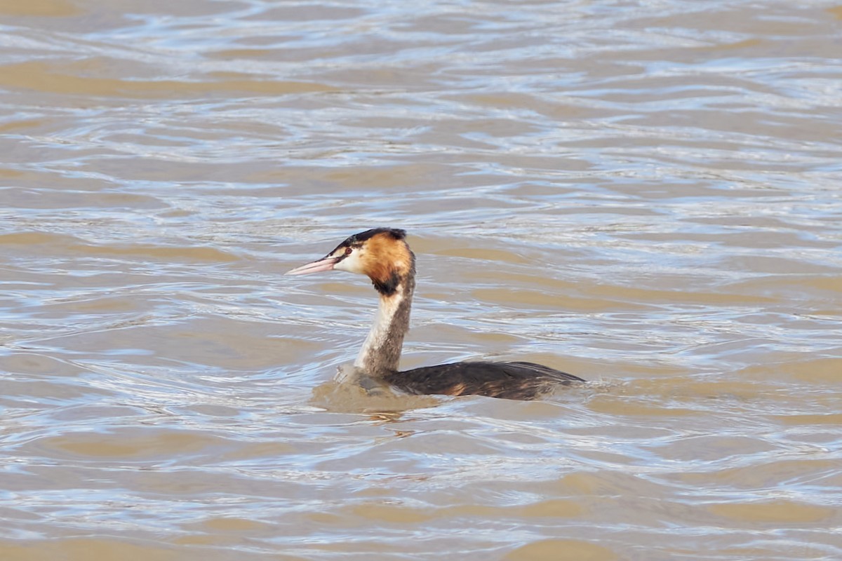 Great Crested Grebe - ML615592937