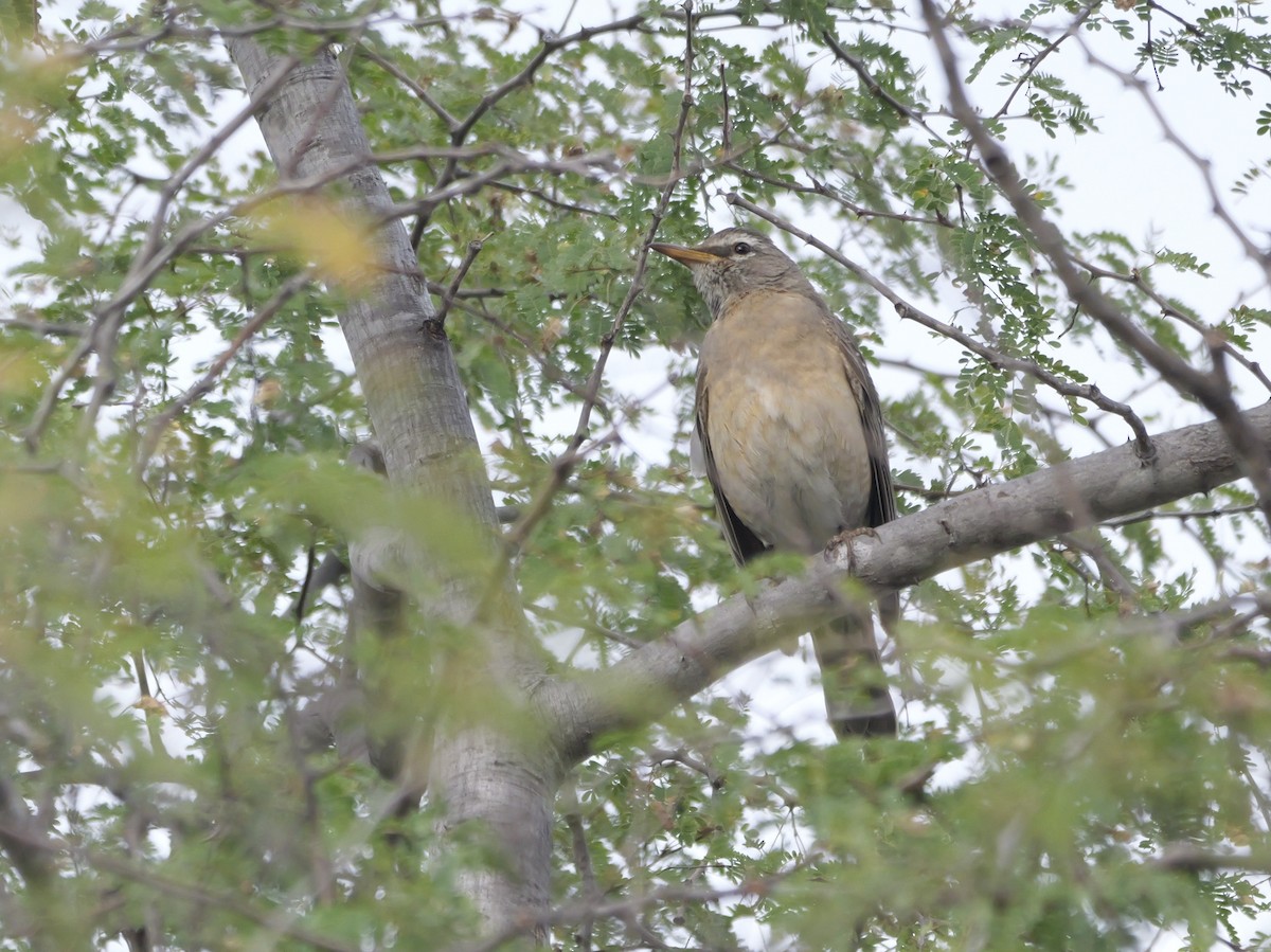 American Robin (San Lucas) - ML615592967