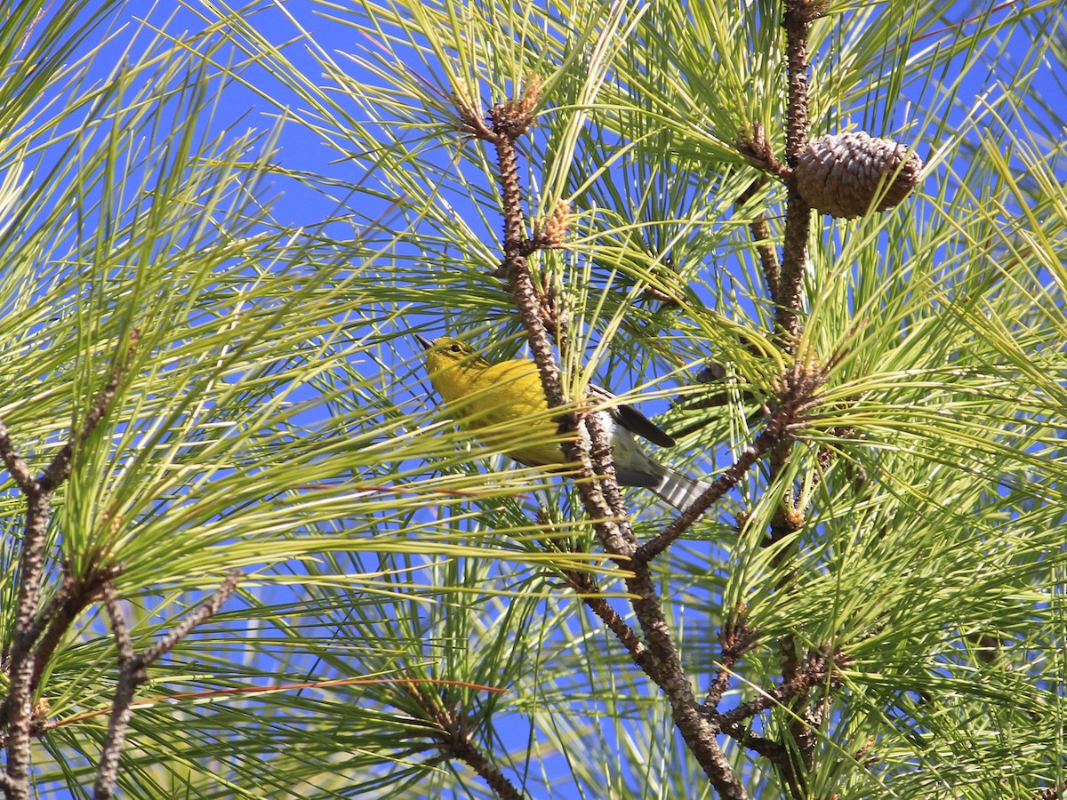 Pine Warbler - Matt Robertson