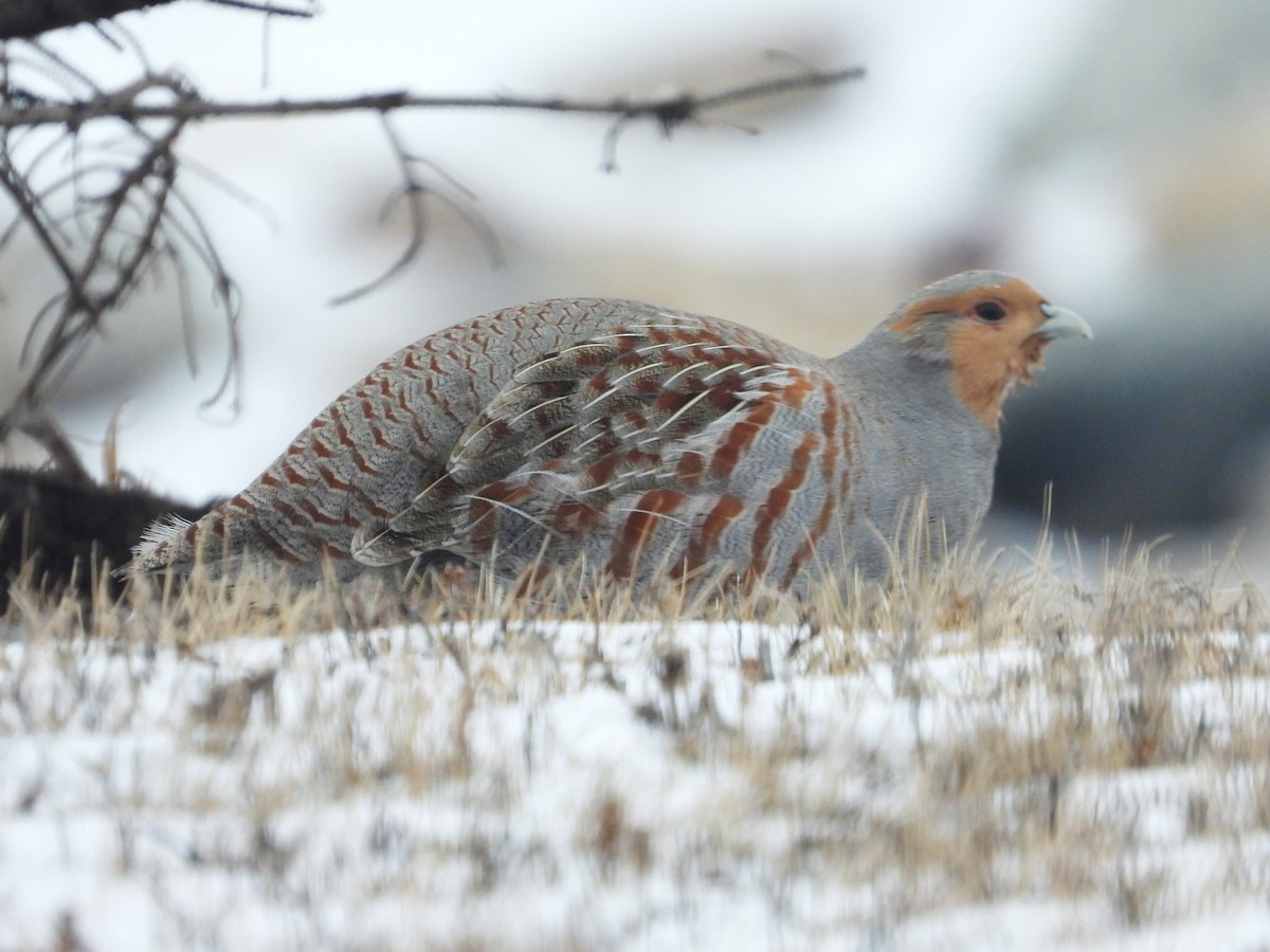 Gray Partridge - ML615593042