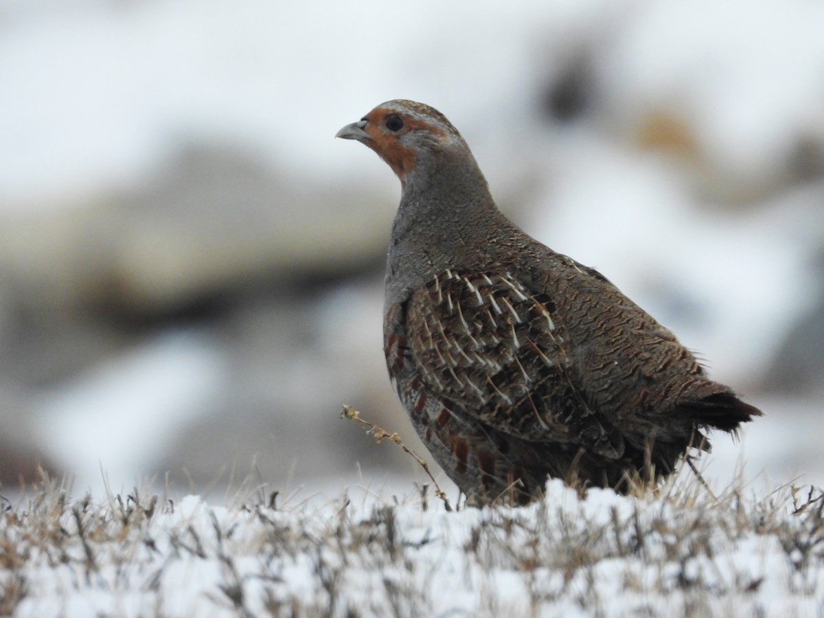 Gray Partridge - ML615593047