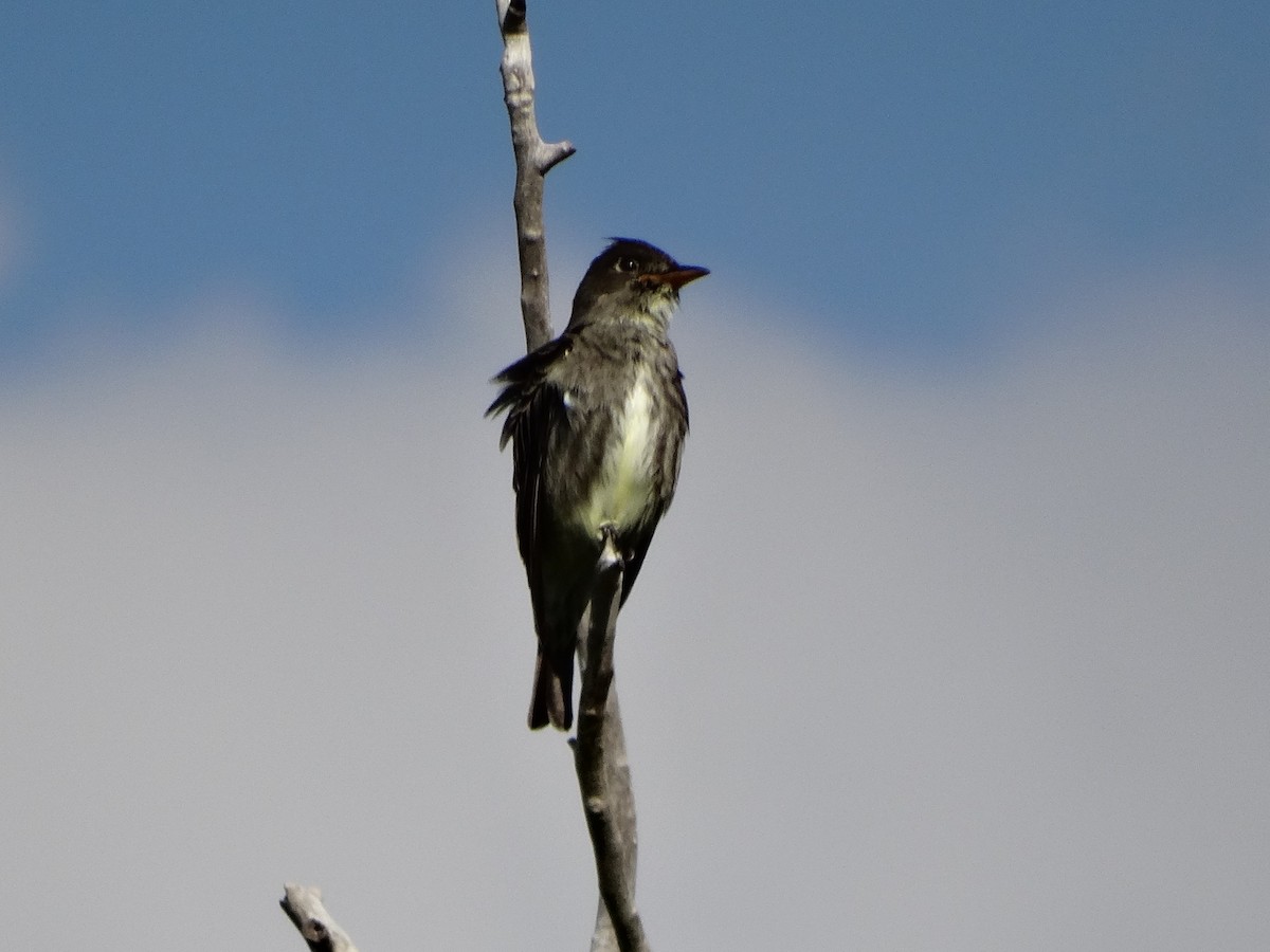 Olive-sided Flycatcher - Tim Colborn