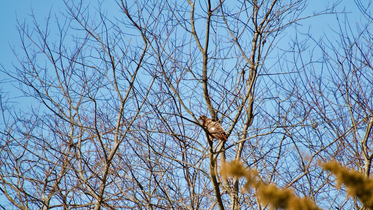 Red-tailed Hawk - ML615593093