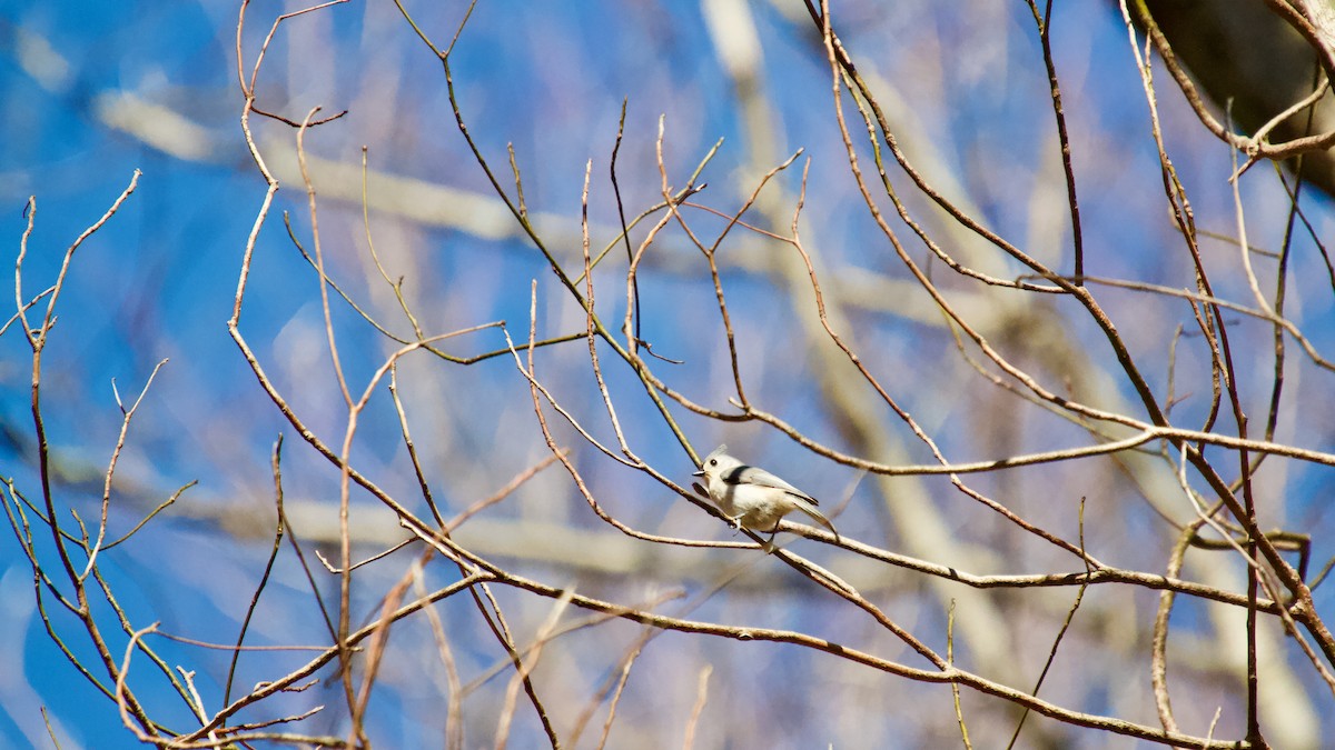 Tufted Titmouse - ML615593101