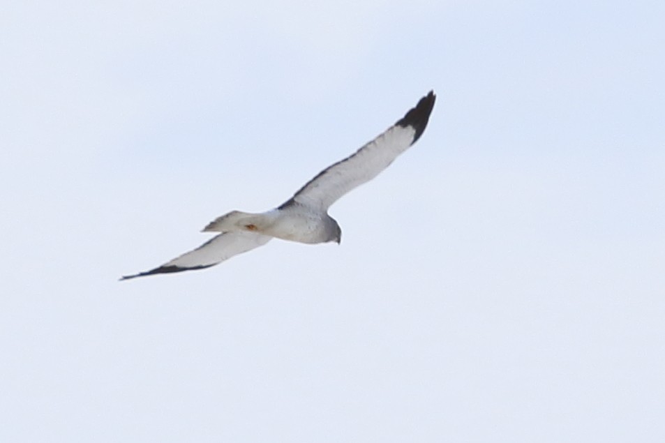 Northern Harrier - Christine Howe