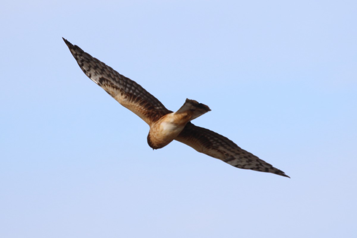 Northern Harrier - Christine Howe