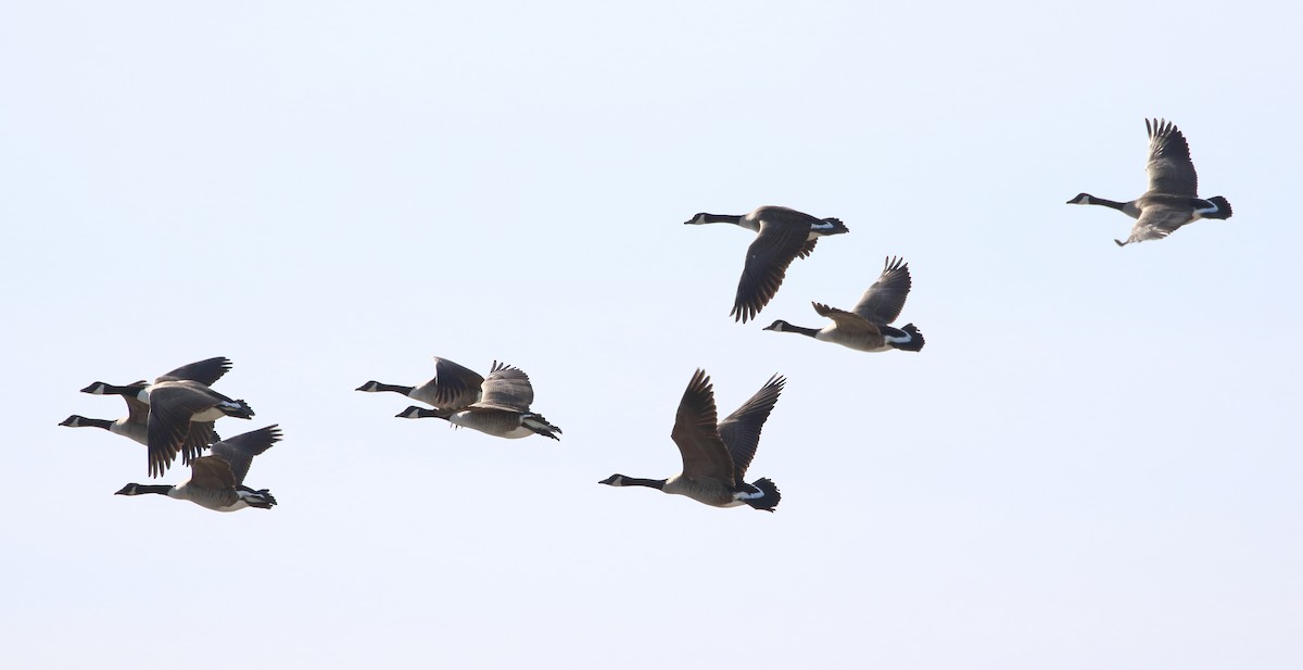 Canada Goose - Christine Howe