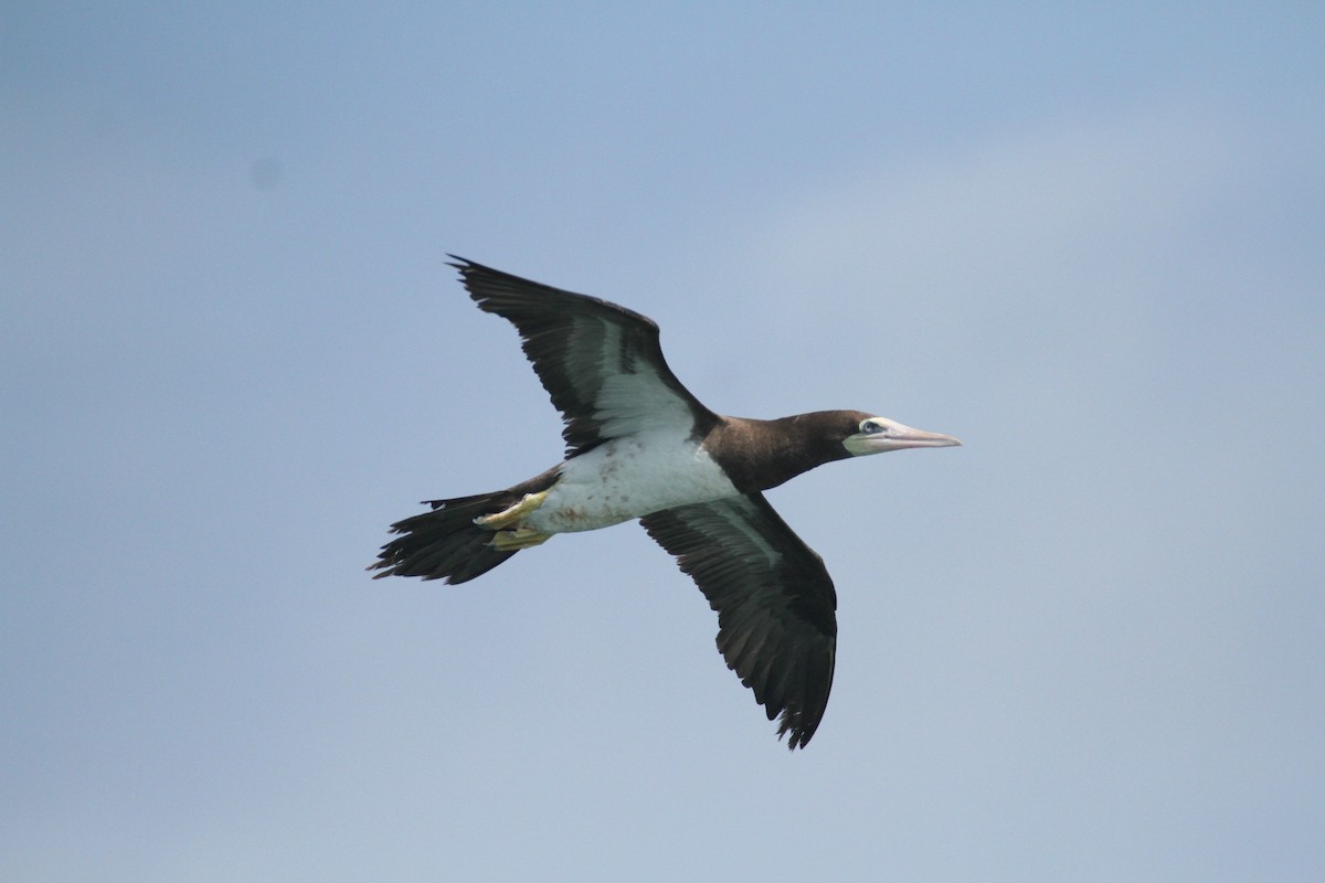 Brown Booby (Atlantic) - Allan Muise