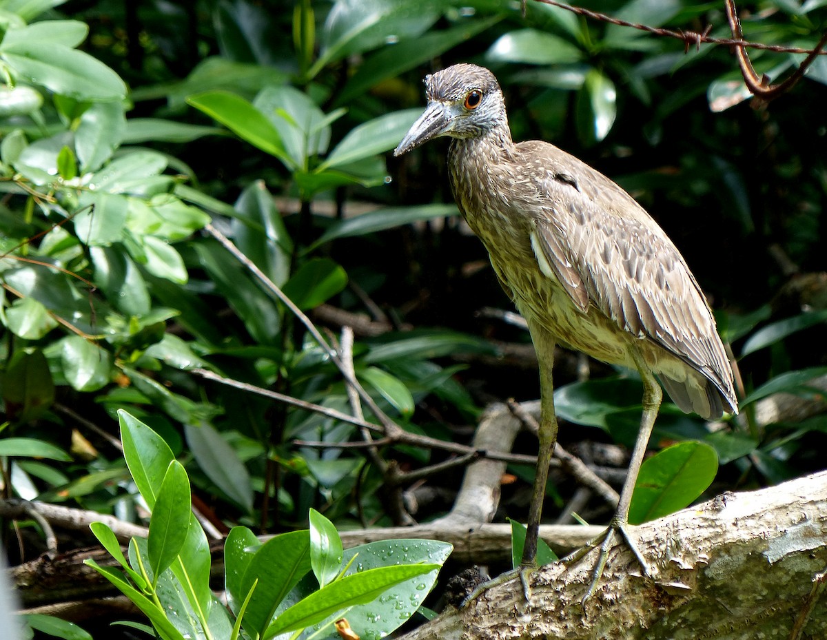 Black-crowned Night Heron - ML615593177