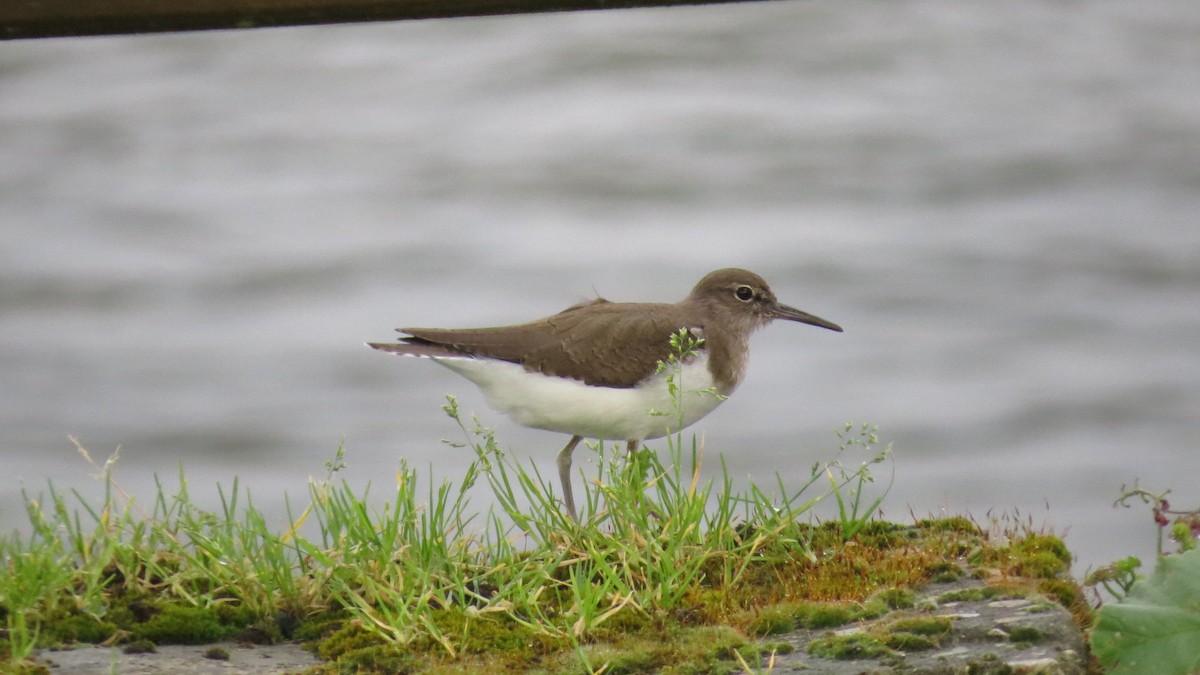 Common Sandpiper - Javier Río