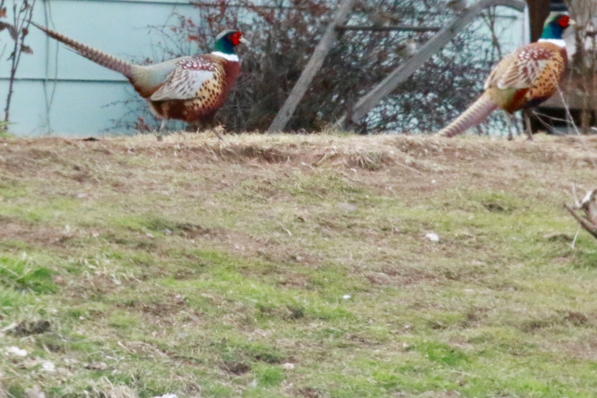 Ring-necked Pheasant - Brian White