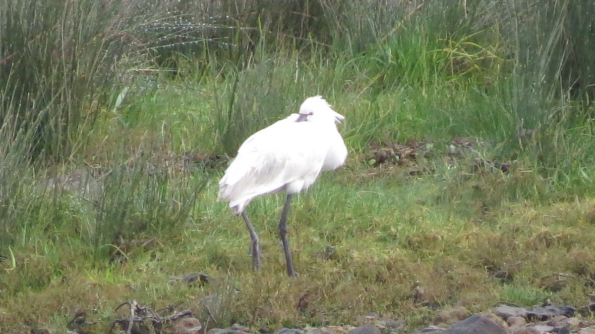 Eurasian Spoonbill - Javier Río