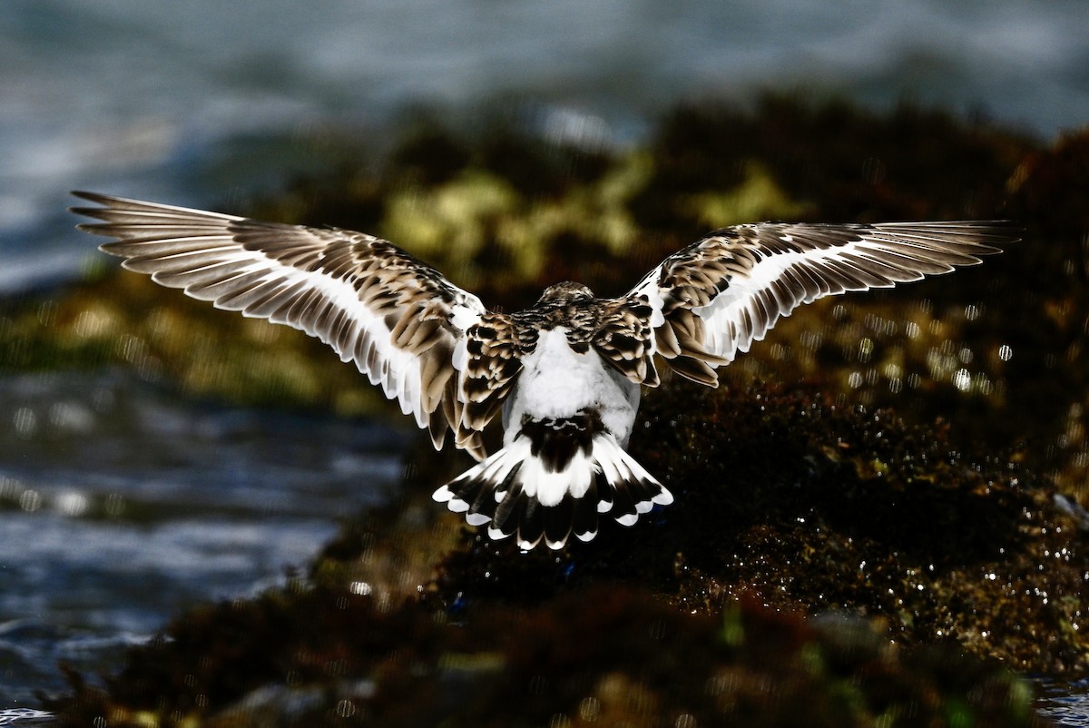 Ruddy Turnstone - ML615593246