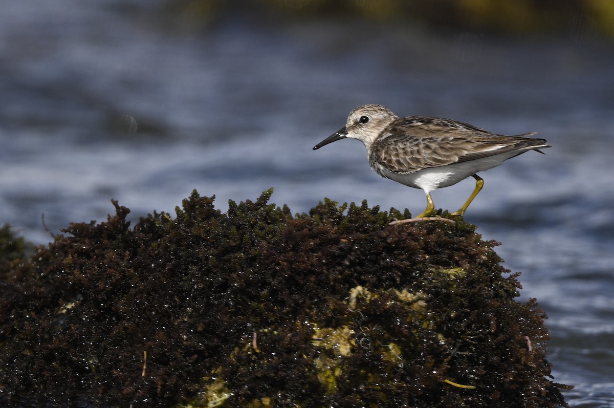 Least Sandpiper - ML615593254