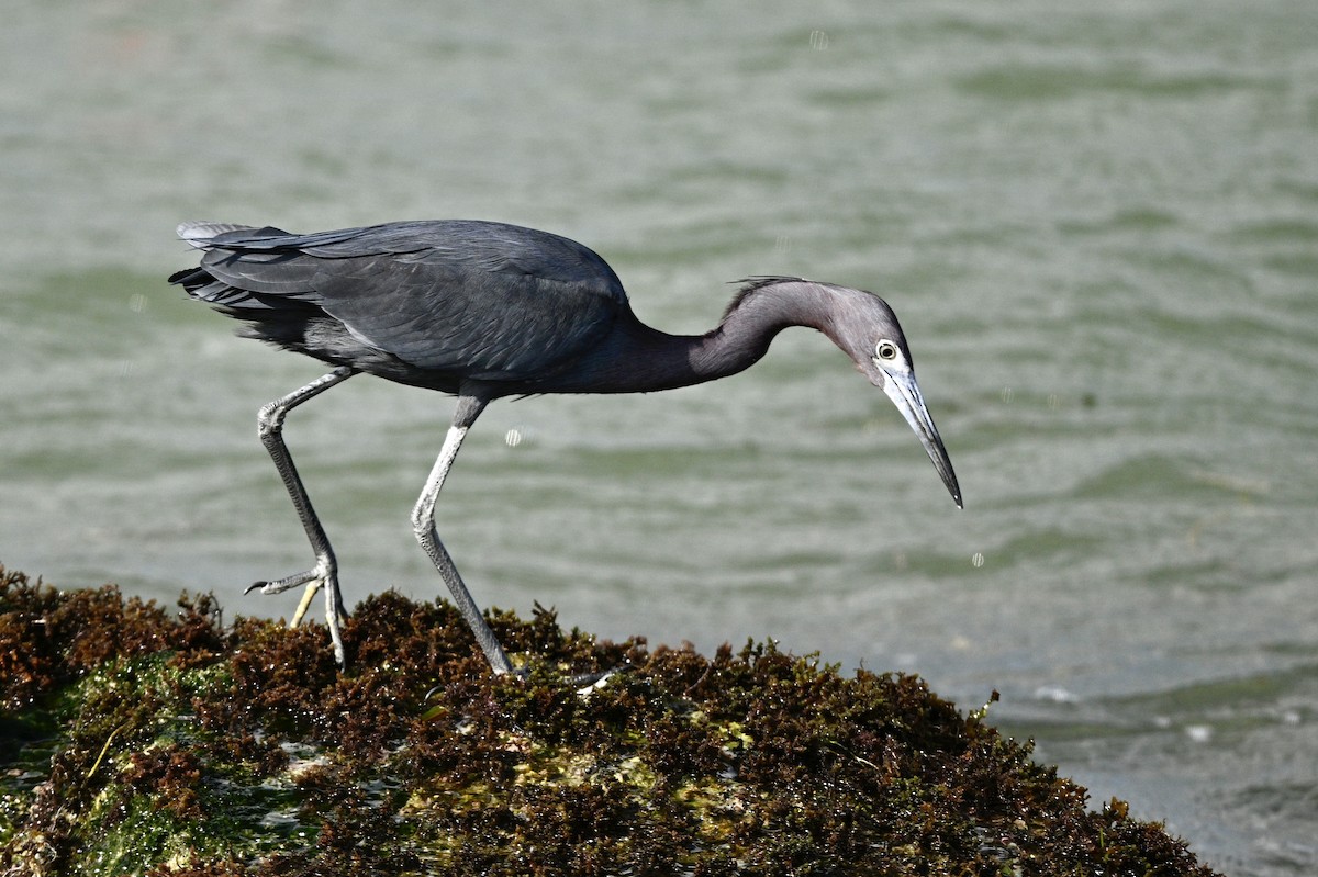 Little Blue Heron - ML615593279