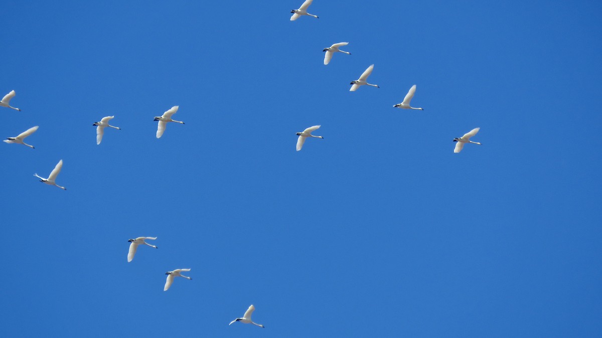 Tundra Swan - ML615593309