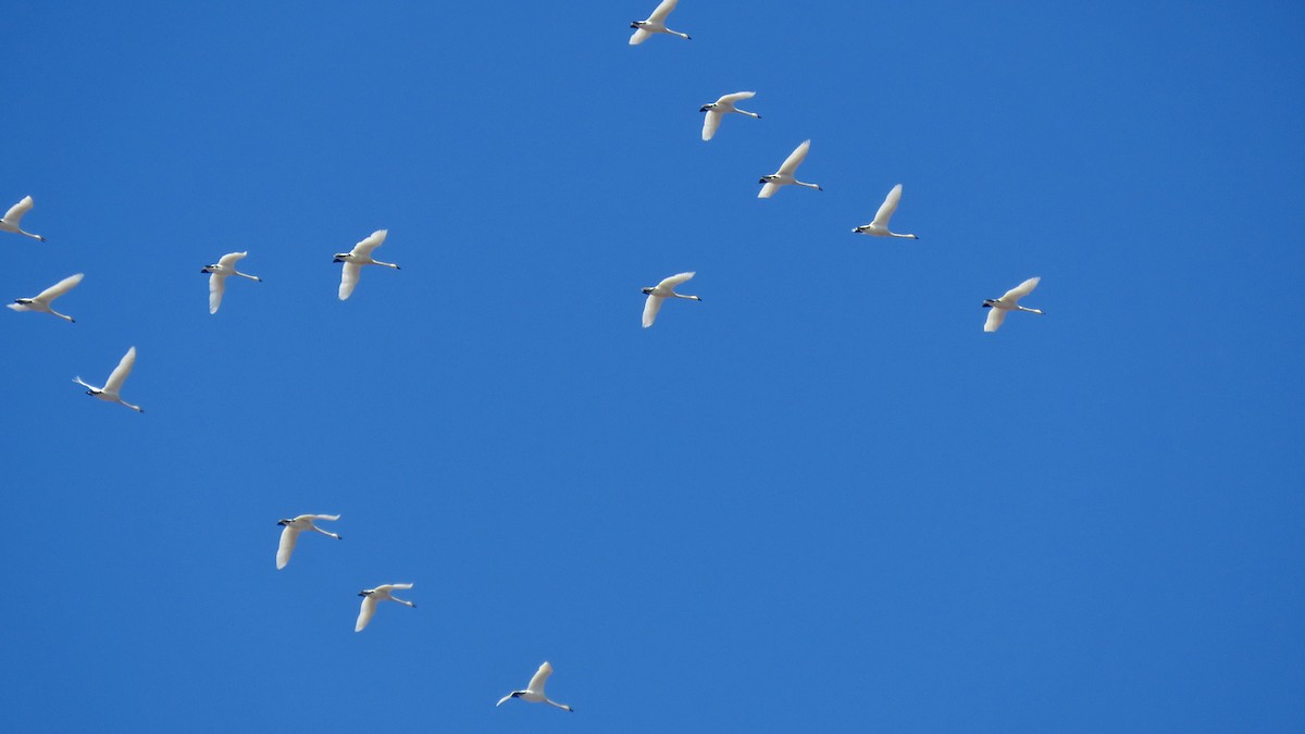 Tundra Swan - ML615593309