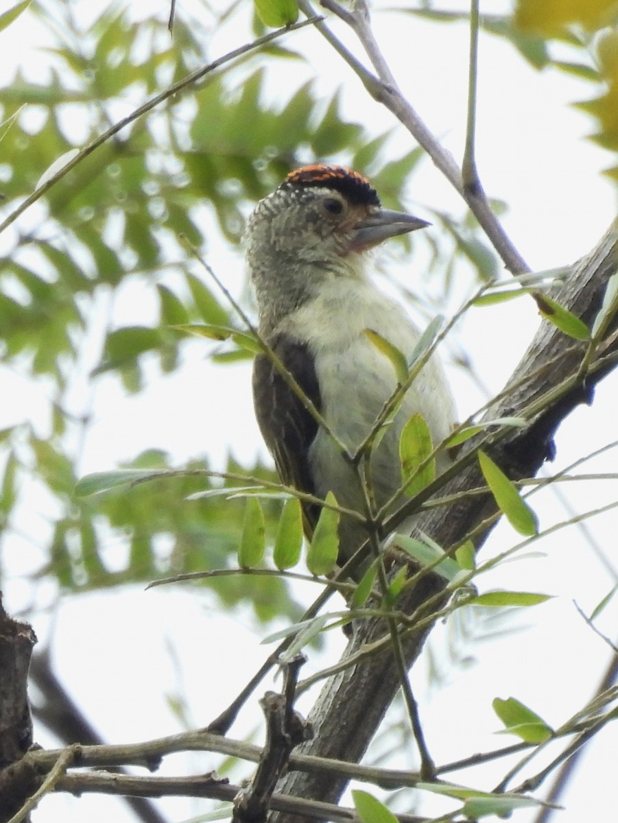 Plain-breasted Piculet - Jhon Carlos Andres Rivera Higuera