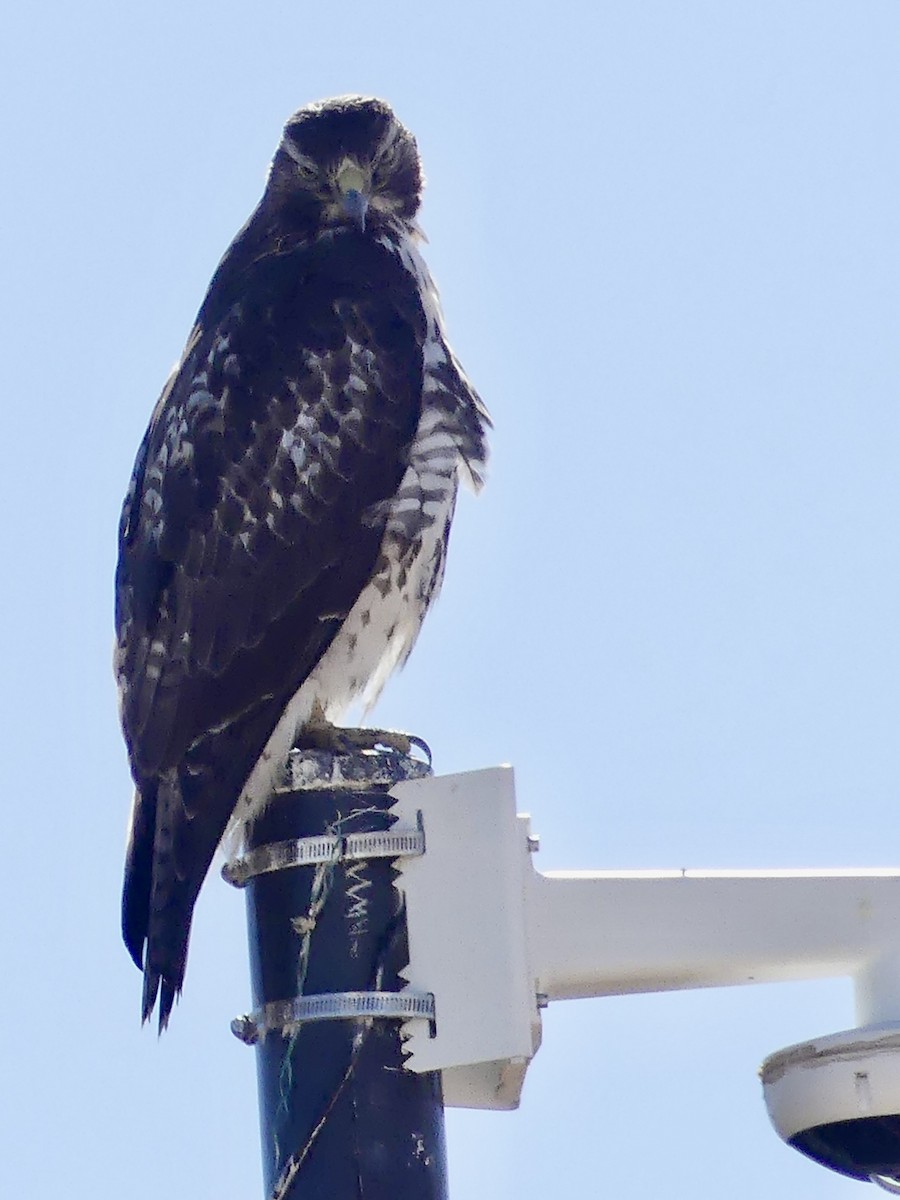 Red-tailed Hawk - ML615593338