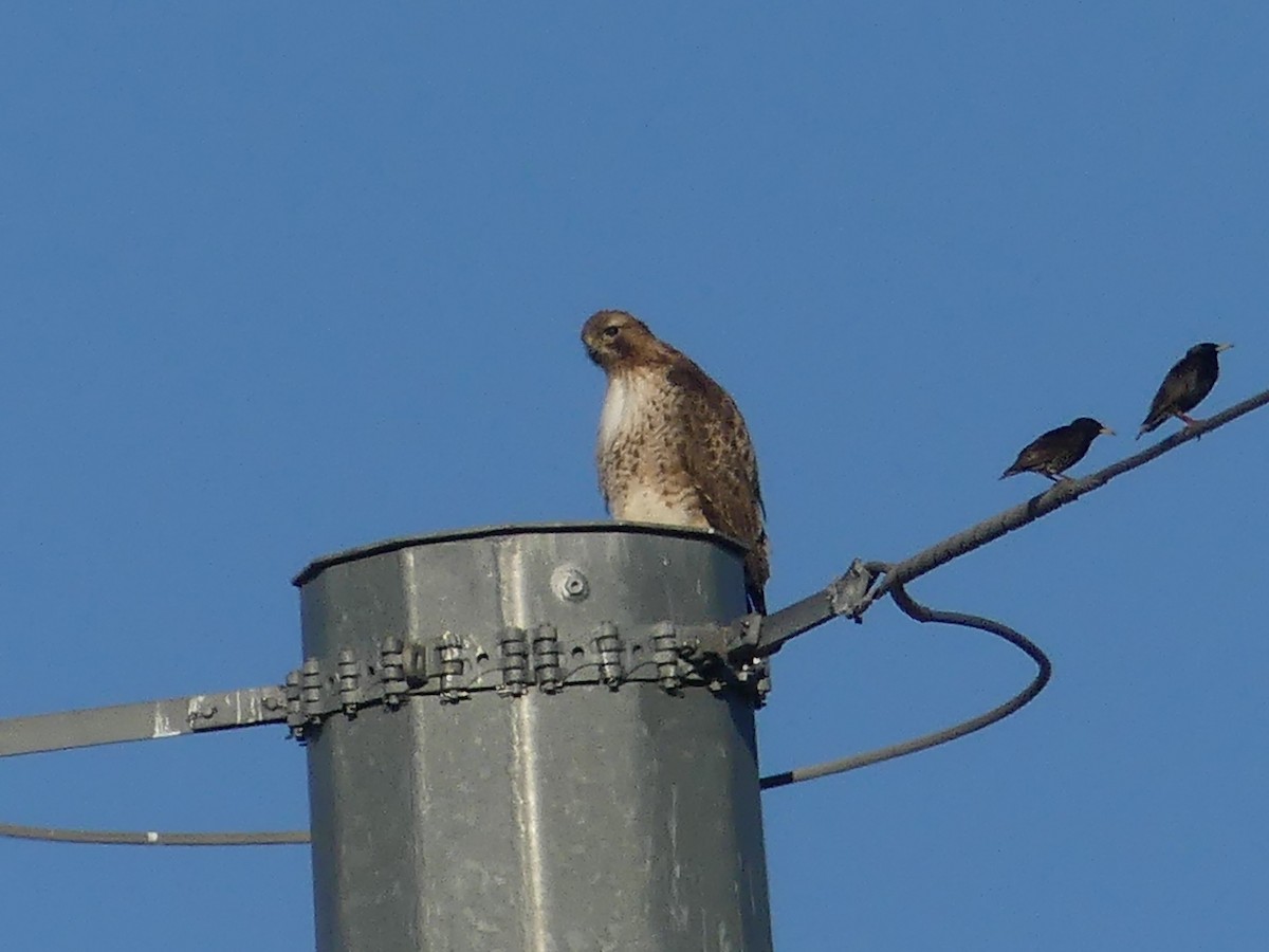 Red-tailed Hawk - ML615593339
