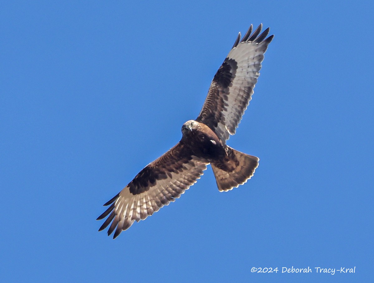 Raufußbussard - ML615593350