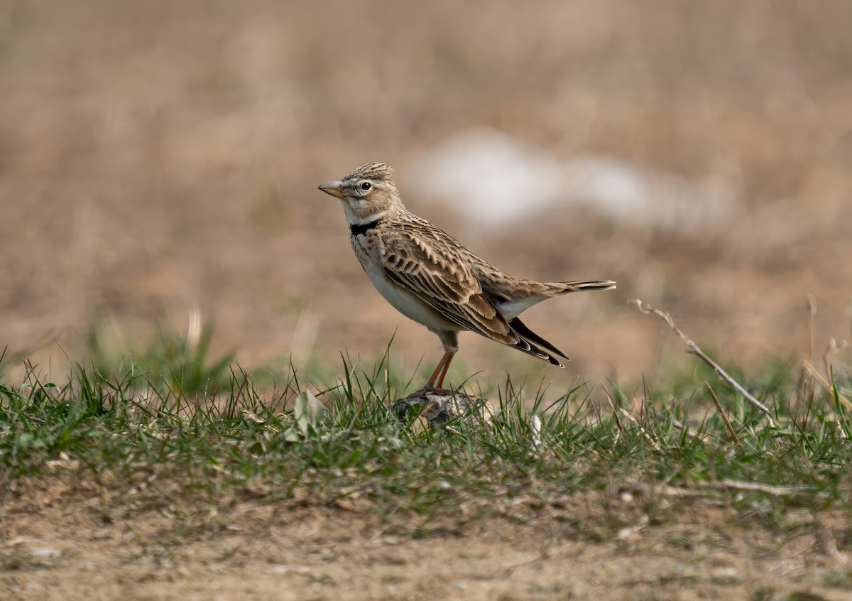 Calandria Común - ML615593396