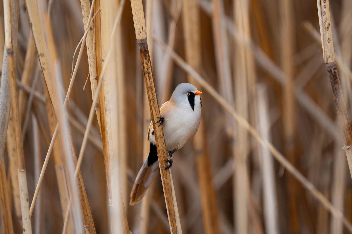 Bearded Reedling - ML615593404