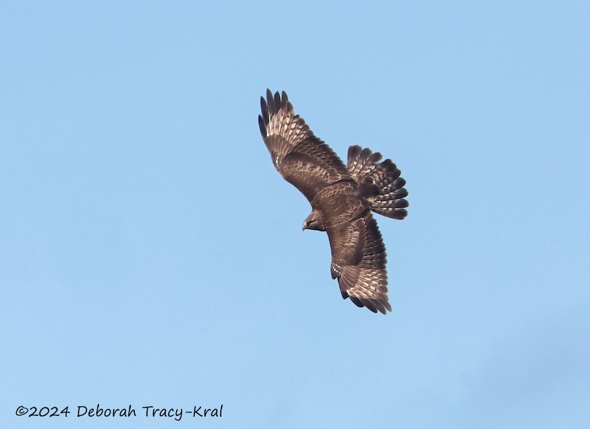 Raufußbussard - ML615593484