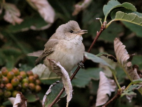 Barred Warbler - ML615593509